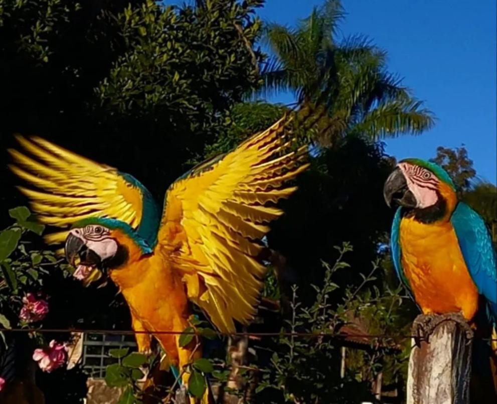 Pousada Canto Dos Passaros Alto Paraíso de Goiás المظهر الخارجي الصورة